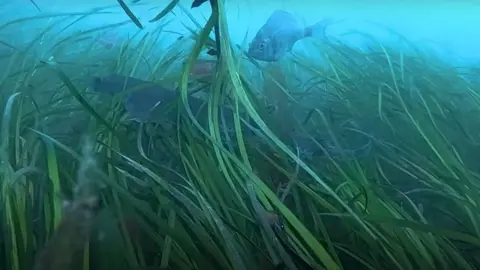 Ports of Jersey A photo of seagrass