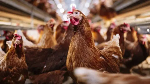 Getty Images Stock chicken farm image