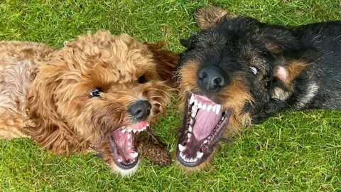 Two dogs bare their teeth at each other