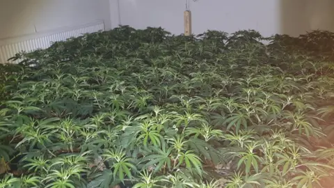 West Midlands Police Cannabis plants in a room