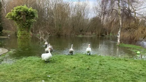 Flooded garden