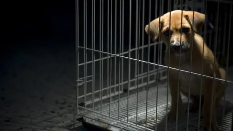 Getty/ngothyeaun puppy