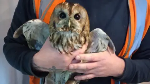 NE Lincolnshire Council The tawny owl
