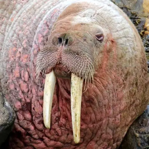 George Petrie Walrus