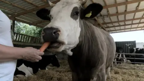 Cow eating a carrot at the Ahimsa dairy