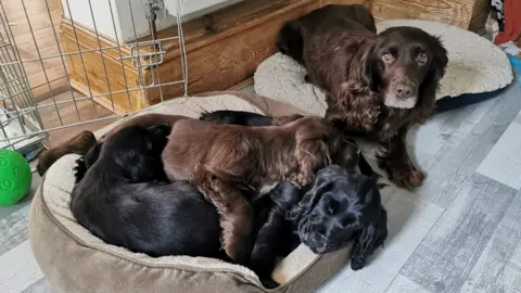 Sussex Police  Cassie the Spaniel and her puppies