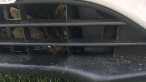 RSPCA Cat trapped in car vent