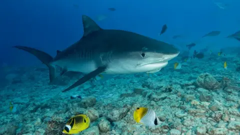 Getty Images Tiger shark