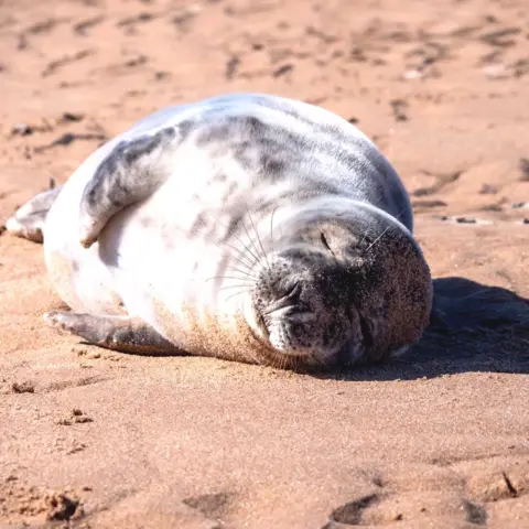 Thomas Andy Branson Seal