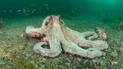 Shannon Moran Octopus