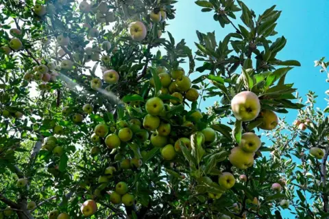 Getty Images Apples are ready to be harvested in an orchard in Shopian district of southern Kashmir valley.