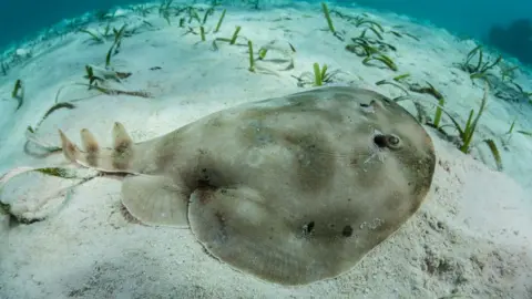 Shutterstock Caribbean electric ray