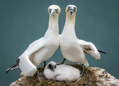 Zoe Ashdown/Comedy Wildlife Photography Awards A photo of the two gannets embracing over their chick and staring right at the camera