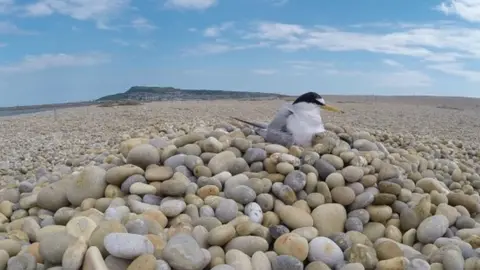 DWT Little Tern