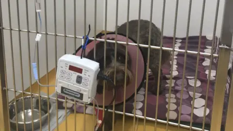 Scarsdale Vets Jack the cockapoo