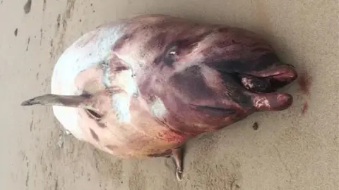 Gareth and Amanda Doherty stranded beaked whale