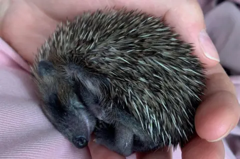 Herts Hogline Hoglet enjoying a snooze after a liquid lunch