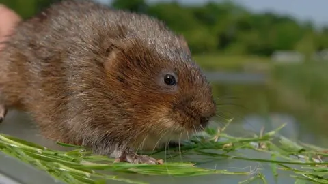 British Waterways Water vole