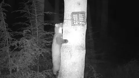 Natural Resources Wales Pine marten number three on a tree in the Clocaenog Forest