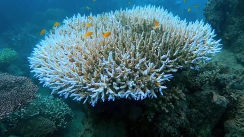 AIMS обесцвеченный коралл