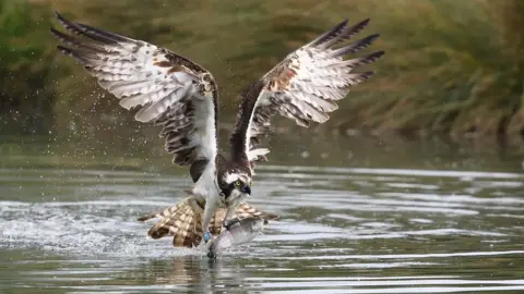 Alan Crofts Osprey at Horn Mill Trout Farm