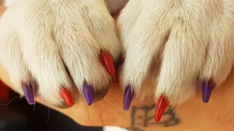 Alternadogs Painted nails on a dog
