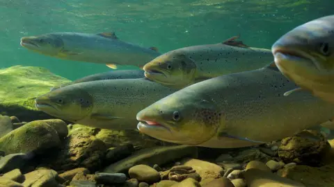 Reuters/Michel Roggo Atlantic salmon