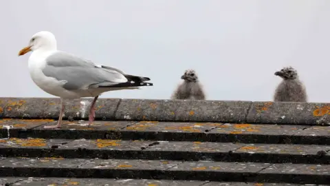 Daily Post Wales Seagulls on the roof