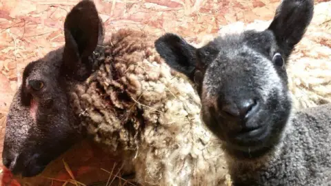 Megan Hogg Sheep seems to smile for camera