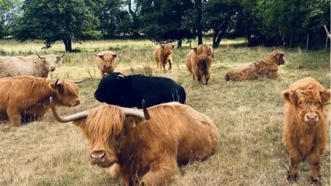 Izzy Rainey Cows in field