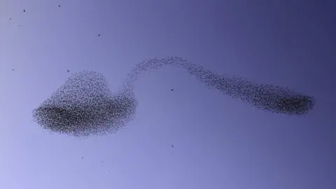 Albert Keshet Starlings in shape of a spoon