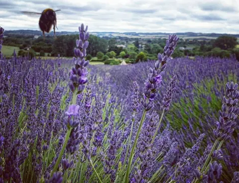 Tim Hunter Hitchin Lavender