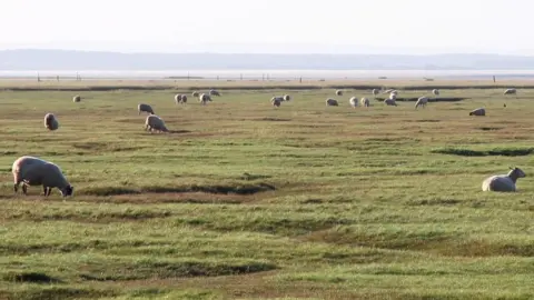 Getty Images Gower salt marsh