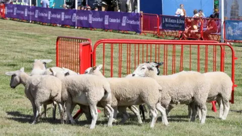 CALLUM STALEY (CJS PHOTOGRAPHY) Sheep at the 2022 show