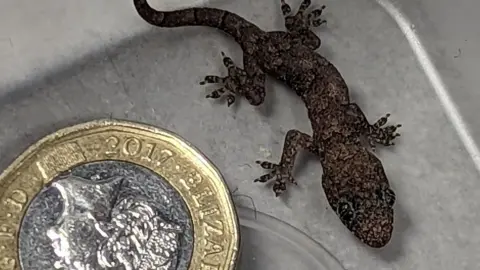 RSPCA Gecko pictured next to pound coin