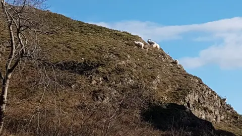 Goats on the Great Orme