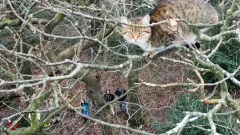 West Yorkshire Fire and Rescue Service Cat stuck in tree