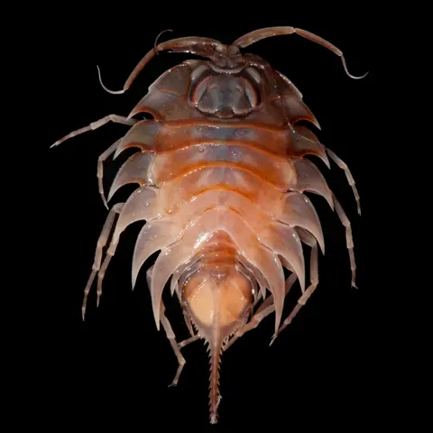Huw Griffiths Isopod