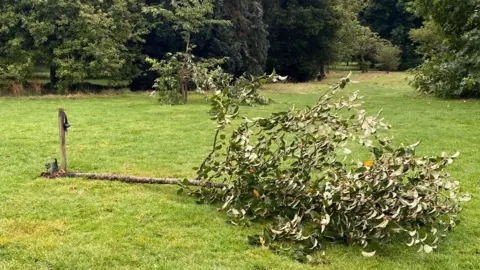 Melissa Boothman Young tree cut down in attack