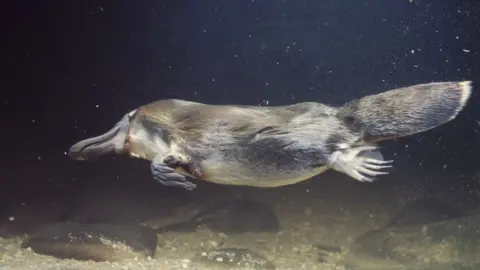 Getty Images A platypus swims underwater
