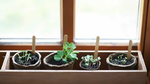 Getty Images Seedlings