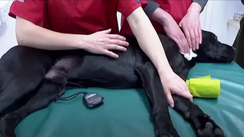 Dog being treated on table