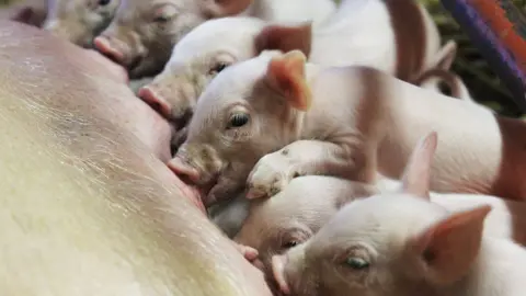 Getty Images Piglets