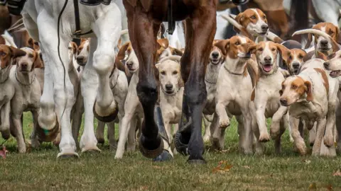 Getty Images fox hunting
