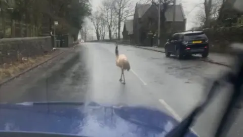 Emu on the loose