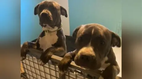 Essex Police two dogs