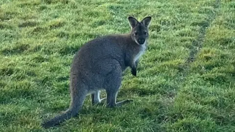 Ant, the wallaby