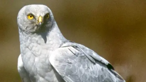 RSPB Hen harrier looking at the camera