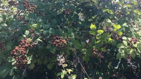 Mark Bauwens Blackberries.