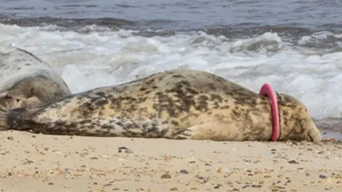 Glenn Mingham/ Friends of Horsey Seals The seal Mrs Pink Frisbee